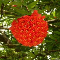 Brownea grandiceps Jacq.